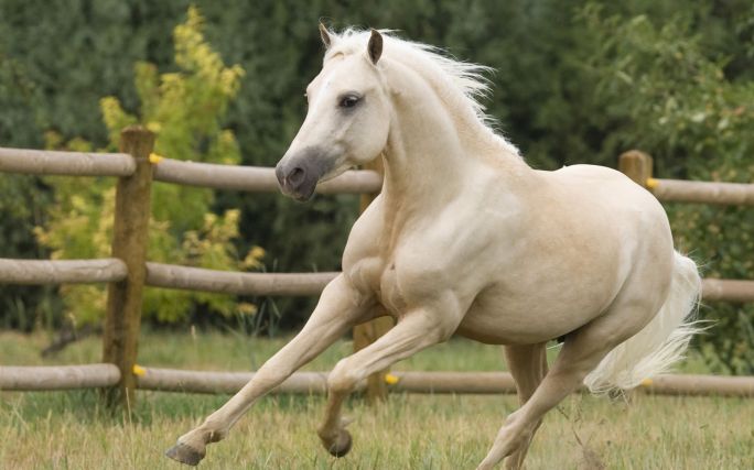 Удивительный мир лошади